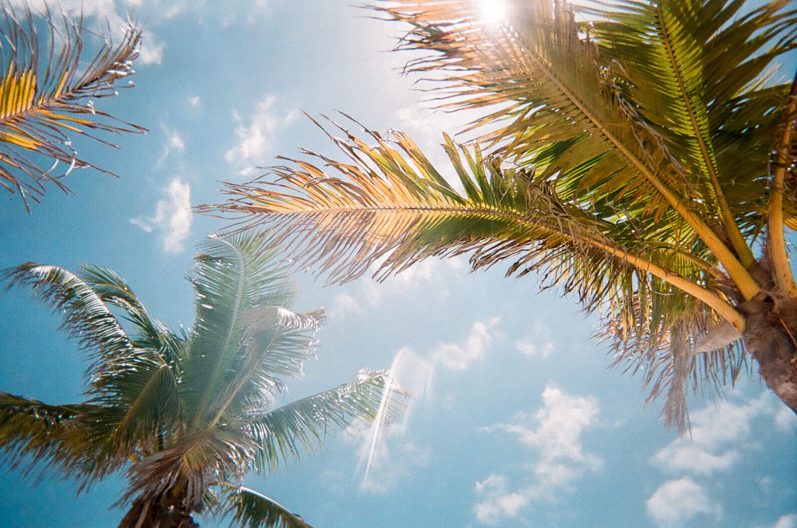 Palm trees against a bright sky